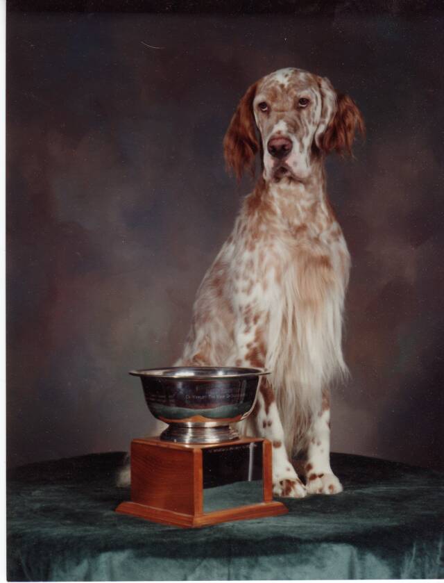 English Setter Breed Winner National Dog Show English Setter Breed Winner National Dog Show